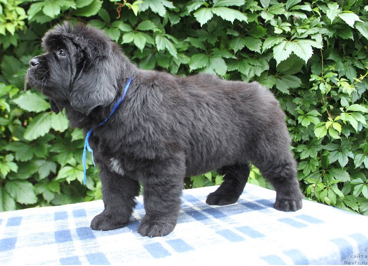 Фото: Аделия из Академии Шоколада, ньюфаундленд Feerichnaja Fortunatussi s Berega Dona (Фееричная Фортунатусси с Берега Дона)