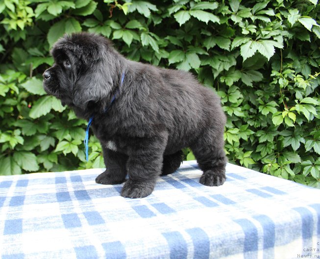 Фото: Аделия из Академии Шоколада, ньюфаундленд Feerichnaja Fortunatussi s Berega Dona (Фееричная Фортунатусси с Берега Дона)