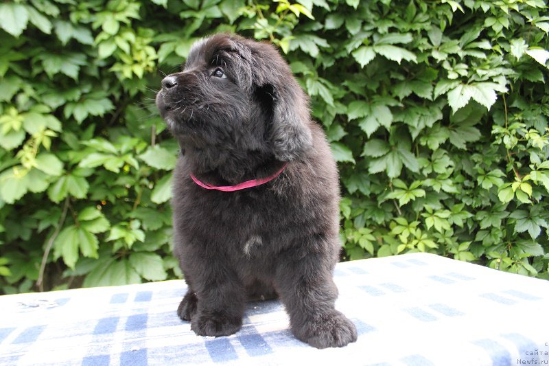 Фото: Ариэль из Академии Шоколада, ньюфаундленд Feerichnaja Fortunatussi s Berega Dona (Фееричная Фортунатусси с Берега Дона)