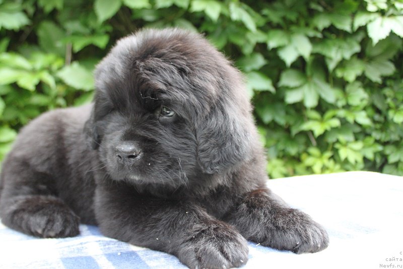 Фото: Ариэль из Академии Шоколада, ньюфаундленд Feerichnaja Fortunatussi s Berega Dona (Фееричная Фортунатусси с Берега Дона)