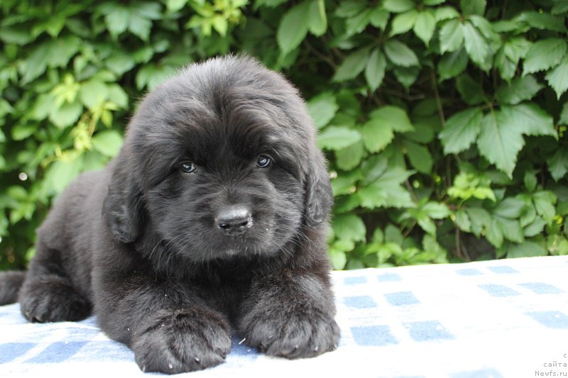 Фото: Ариэль из Академии Шоколада, ньюфаундленд Feerichnaja Fortunatussi s Berega Dona (Фееричная Фортунатусси с Берега Дона)