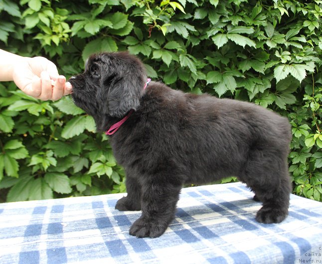 Фото: Ариэль из Академии Шоколада, ньюфаундленд Feerichnaja Fortunatussi s Berega Dona (Фееричная Фортунатусси с Берега Дона)