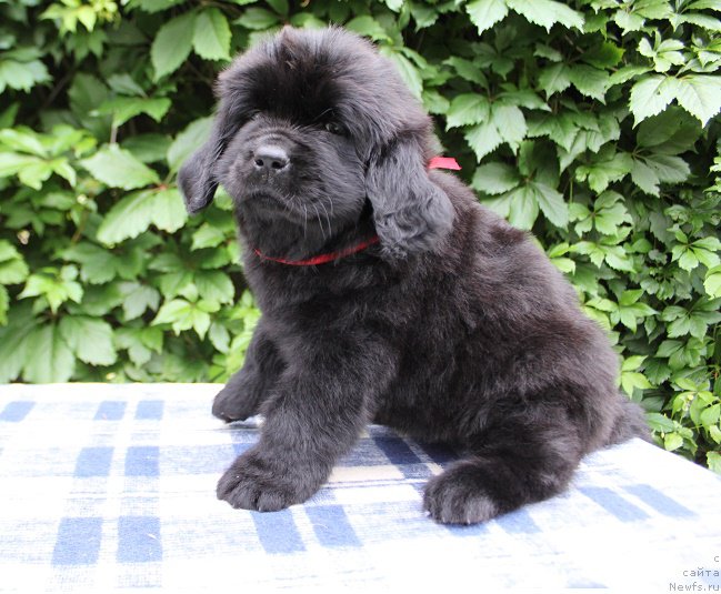 Фото: Амалия из Академии Шоколада, ньюфаундленд Feerichnaja Fortunatussi s Berega Dona (Фееричная Фортунатусси с Берега Дона)