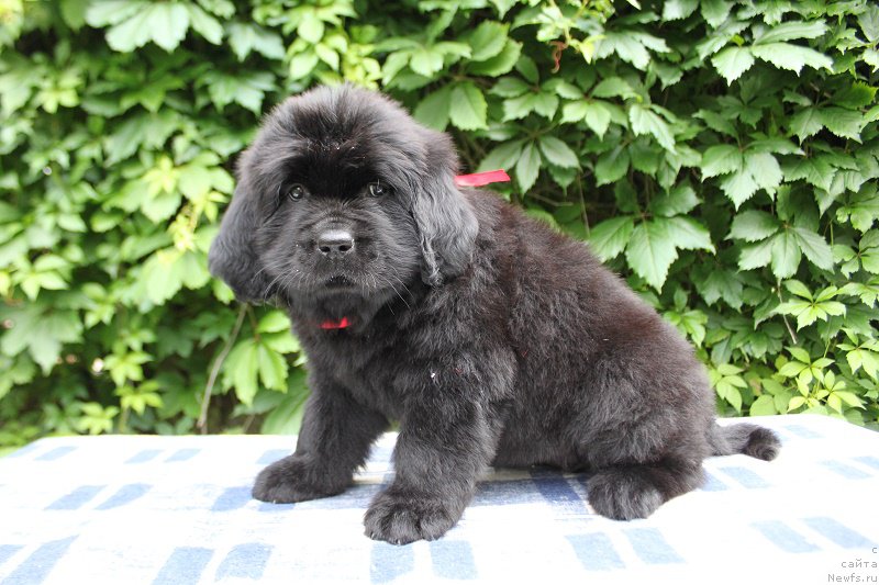 Фото: Амалия из Академии Шоколада, ньюфаундленд Feerichnaja Fortunatussi s Berega Dona (Фееричная Фортунатусси с Берега Дона)