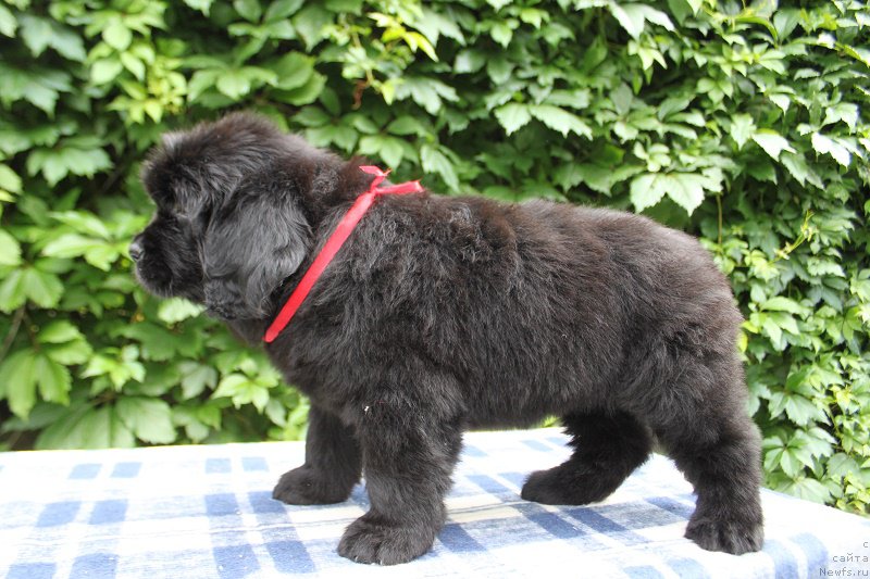 Фото: Амалия из Академии Шоколада, ньюфаундленд Feerichnaja Fortunatussi s Berega Dona (Фееричная Фортунатусси с Берега Дона)