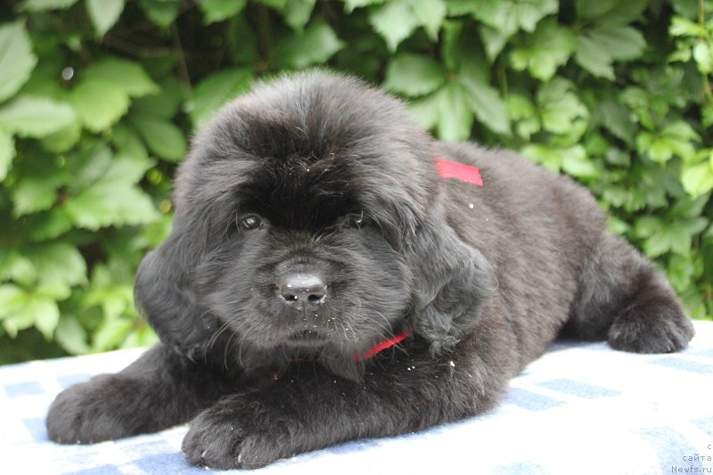 Фото: Амалия из Академии Шоколада, ньюфаундленд Feerichnaja Fortunatussi s Berega Dona (Фееричная Фортунатусси с Берега Дона)