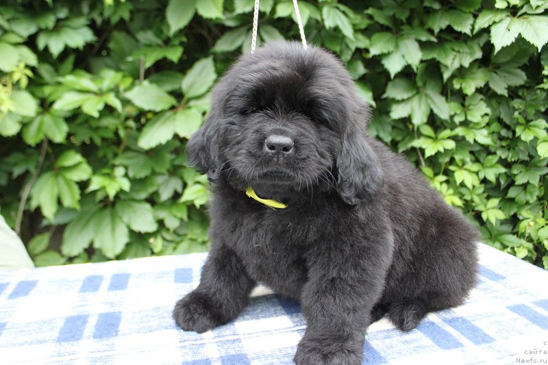 Фото: Атланта из Академии Шоколада, ньюфаундленд Feerichnaja Fortunatussi s Berega Dona (Фееричная Фортунатусси с Берега Дона)