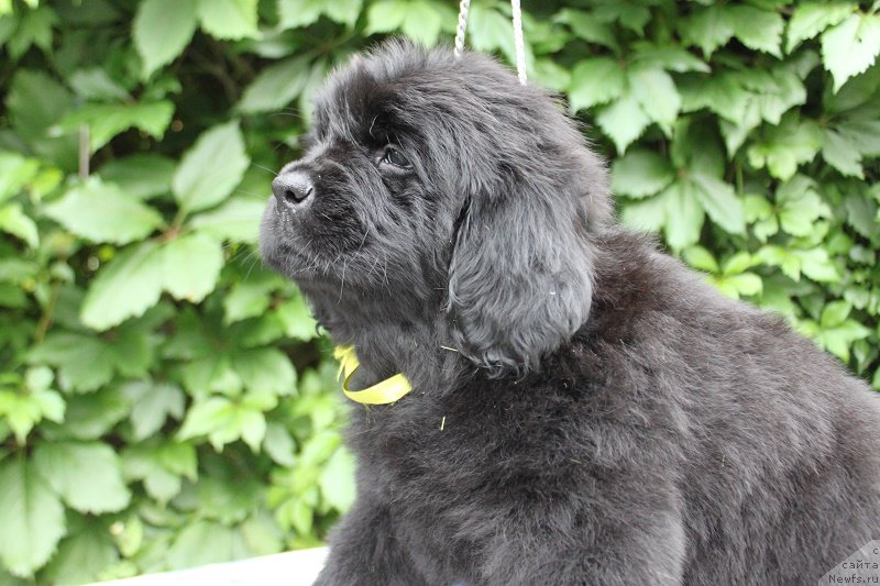 Фото: Атланта из академии Шоколада, ньюфаундленд Feerichnaja Fortunatussi s Berega Dona (Фееричная Фортунатусси с Берега Дона)