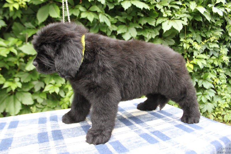 Фото: Атланта из академии Шоколада, ньюфаундленд Feerichnaja Fortunatussi s Berega Dona (Фееричная Фортунатусси с Берега Дона)