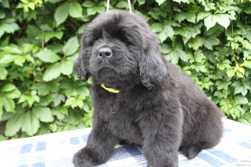 Фото: Атланта из академии Шоколада, ньюфаундленд Feerichnaja Fortunatussi s Berega Dona (Фееричная Фортунатусси с Берега Дона)