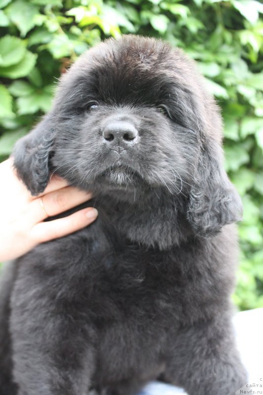 Фото: Абигаль из Академии Шоколада, ньюфаундленд Feerichnaja Fortunatussi s Berega Dona (Фееричная Фортунатусси с Берега Дона)