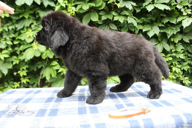 Фото: Абигаль из Академии Шоколада, ньюфаундленд Feerichnaja Fortunatussi s Berega Dona (Фееричная Фортунатусси с Берега Дона)