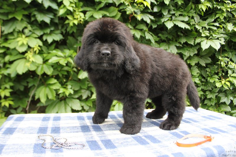 Фото: Абигаль из Академии Шоколада, ньюфаундленд Feerichnaja Fortunatussi s Berega Dona (Фееричная Фортунатусси с Берега Дона)