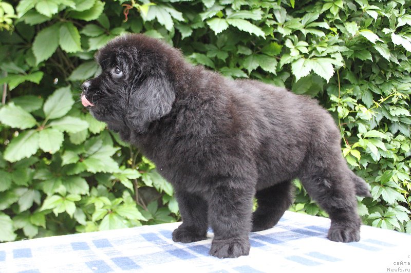 Фото: Абигаль из Академии Шоколада, ньюфаундленд Feerichnaja Fortunatussi s Berega Dona (Фееричная Фортунатусси с Берега Дона)