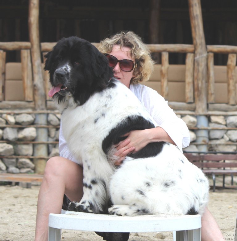 Фото: ньюфаундленд Sent Djons Isida (Сент Джонс Исида), Tat'yana Zasimyicheva (Татьяна Засимычева)