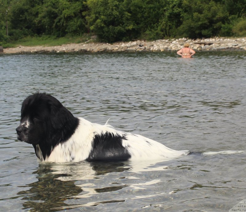 Фото: ньюфаундленд Sent Djons Isida (Сент Джонс Исида)