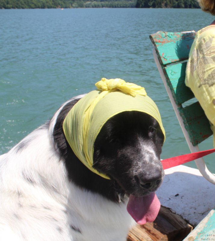 Фото: ньюфаундленд Sent Djons Isida (Сент Джонс Исида)