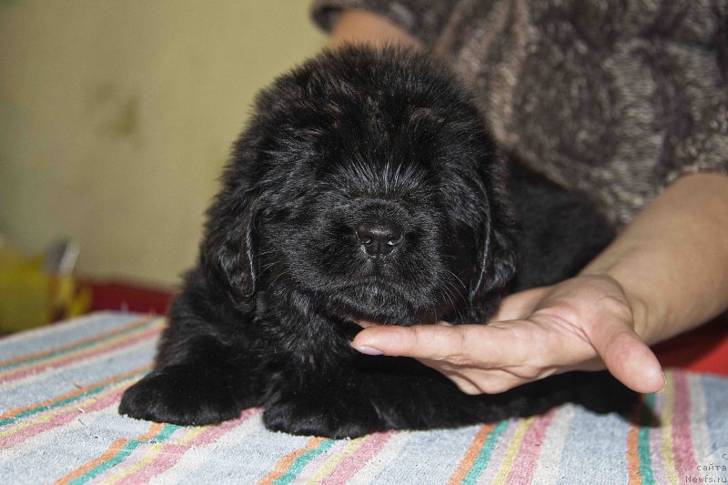 Фотография № 187158