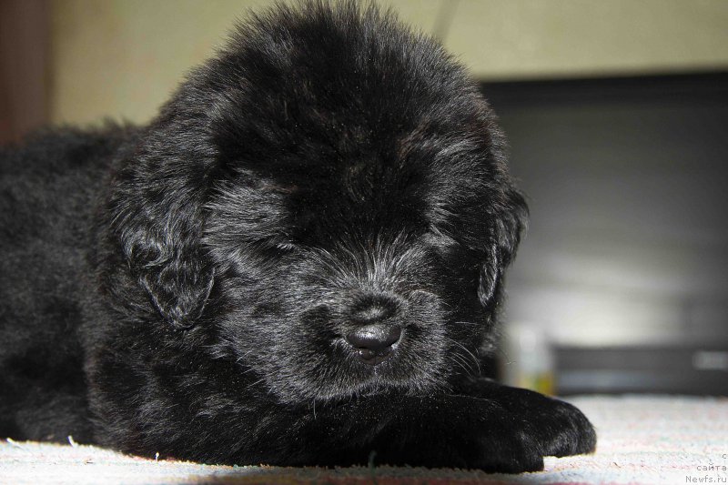 Фотография № 187160