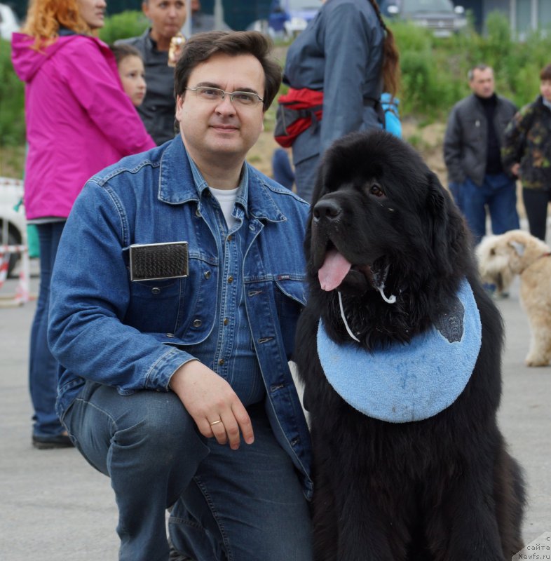 Фото: ньюфаундленд Sent Djons Zona of Fayer (Сент Джонс Зона оф Файер)