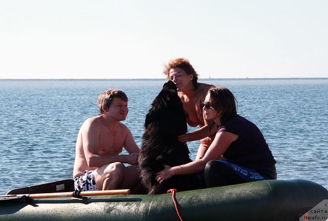 Фото: ньюфаундленд Potap Fidel' (Потап Фидель)