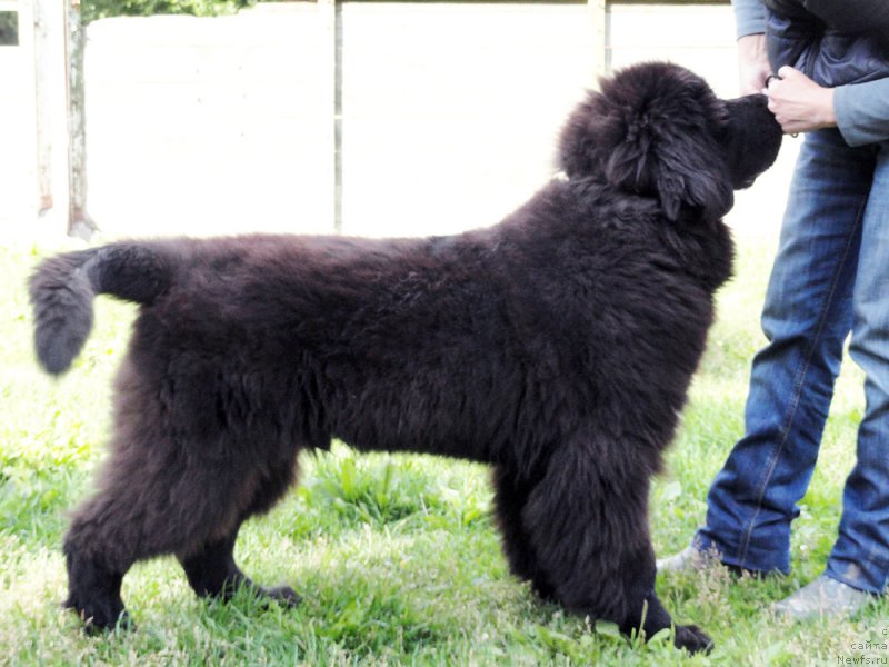 Фотография № 187181