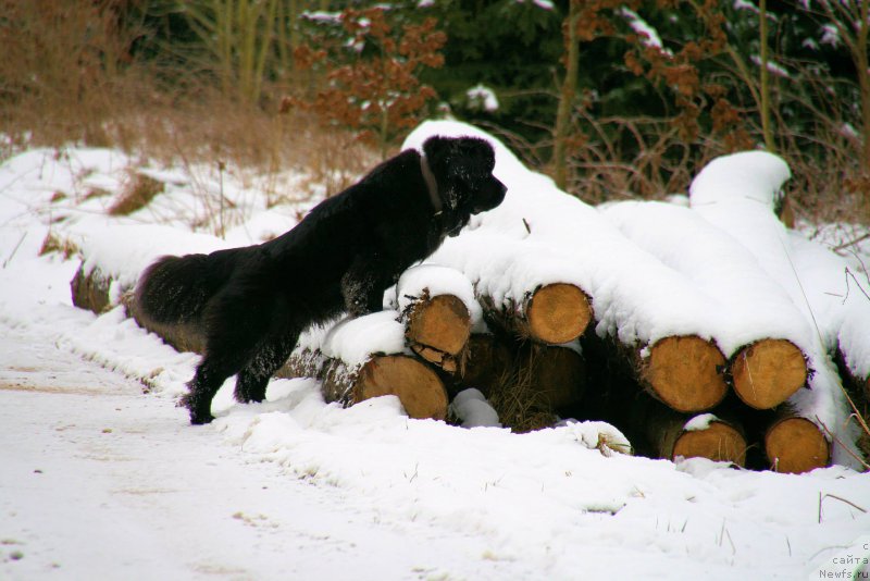 Фотография № 187185