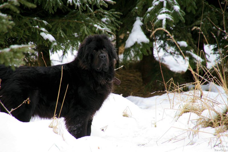 Фото: Бегущая по волнам Реасхинг Стар