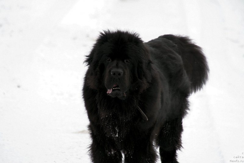 Фотография № 187187