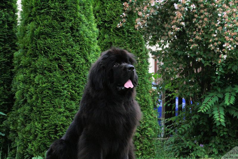 Фото: Бегущая по волнам Реасхинг Старс