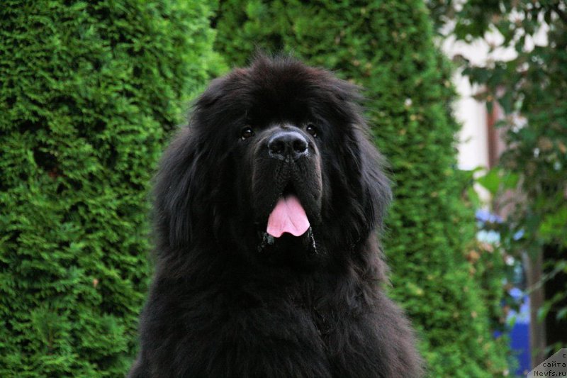 Фото: Бегущая по волнам Реасхинг Старс