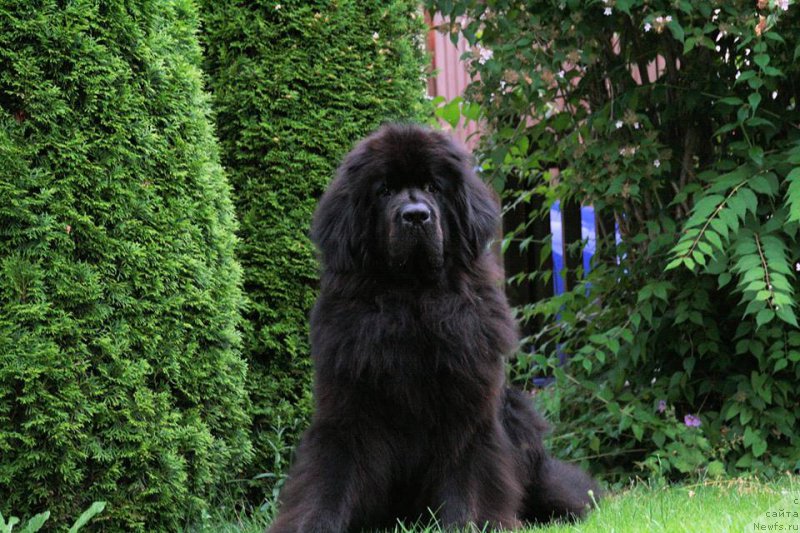 Фото: Бегущая по волнам Реасхинг Старс