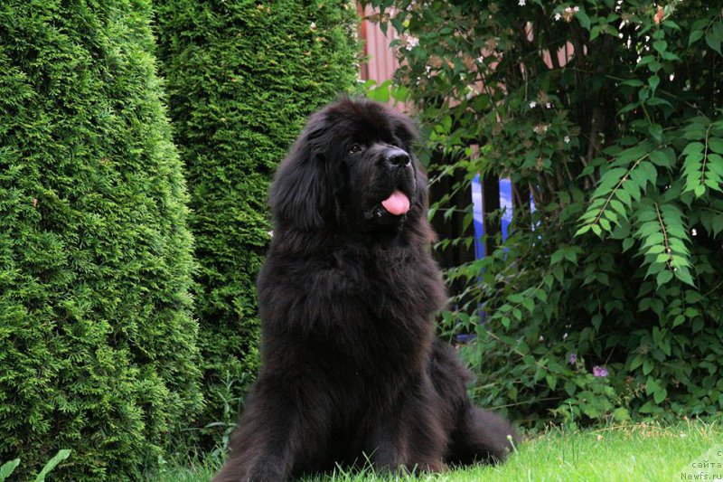 Фото: Бегущая по волнам Реасхинг Старс