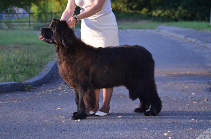 Фото: ньюфаундленд Rain Coast Inner Voice