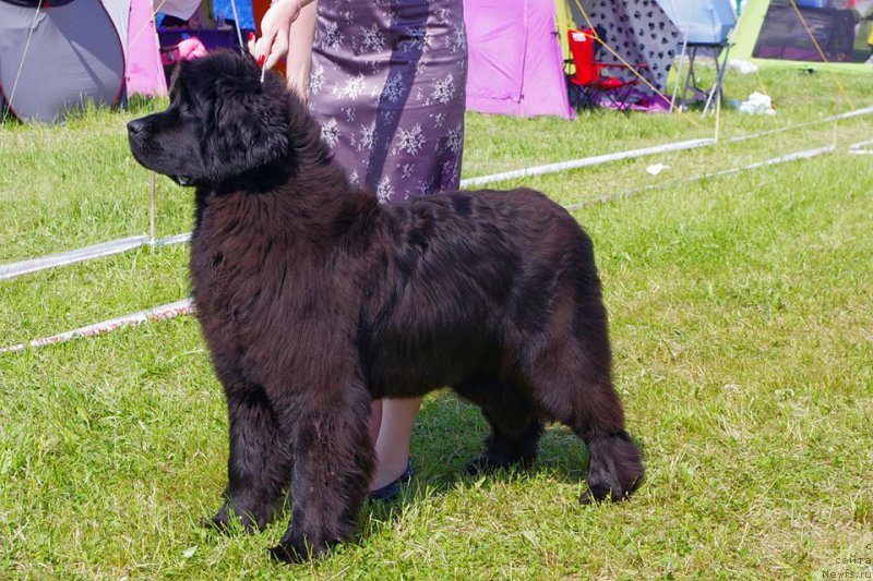 Фото: ньюфаундленд Rain Coast Inner Voice