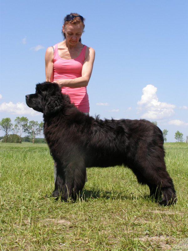 Фото: ньюфаундленд Rain Coast Inner Voice