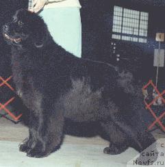 Фото: ньюфаундленд Sun Valleys Silouette