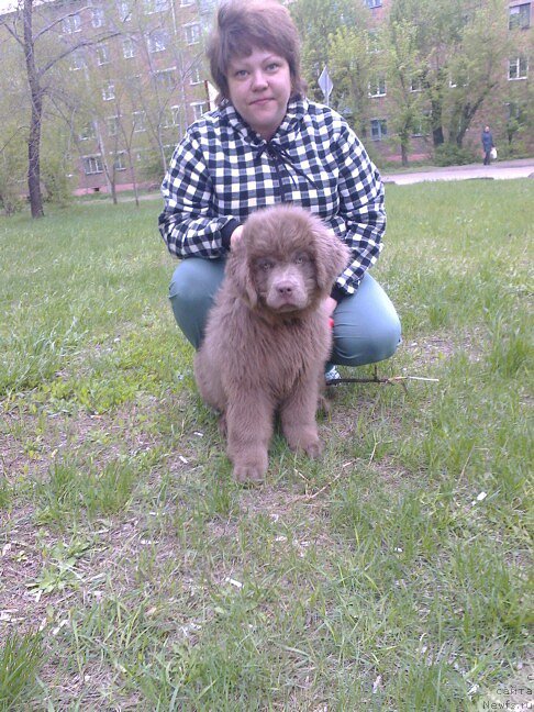 Фото: сынок, ньюфаундленд CHernyiy SHarm Amber Best Dog FO Marleon (Черный Шарм Амбер Бест Дог ФО Марлеон), ньюфаундленд Akvamarinovaya Krasotka dlya Marleon (Аквамариновая Красотка для Марлеон)