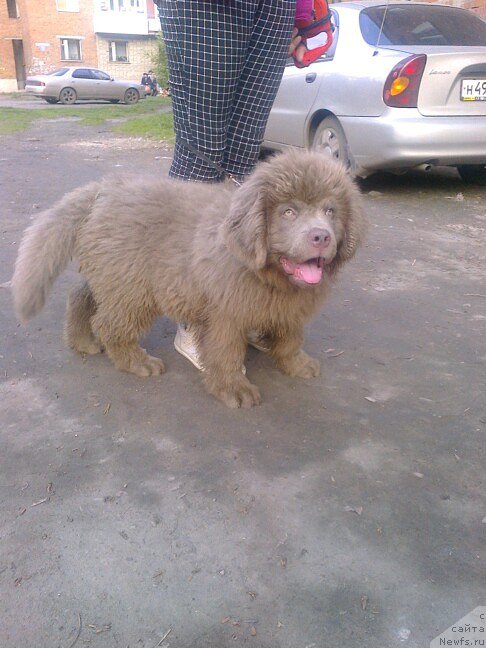 Фото: сынок, ньюфаундленд CHernyiy SHarm Amber Best Dog FO Marleon (Черный Шарм Амбер Бест Дог ФО Марлеон), ньюфаундленд Akvamarinovaya Krasotka dlya Marleon (Аквамариновая Красотка для Марлеон)