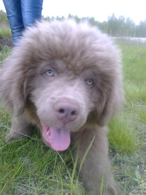 Фото: сын, ньюфаундленд CHernyiy SHarm Amber Best Dog FO Marleon (Черный Шарм Амбер Бест Дог ФО Марлеон), ньюфаундленд Akvamarinovaya Krasotka dlya Marleon (Аквамариновая Красотка для Марлеон)