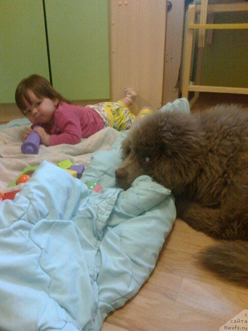 Фото: щенок, ньюфаундленд CHernyiy SHarm Amber Best Dog FO Marleon (Черный Шарм Амбер Бест Дог ФО Марлеон), ньюфаундленд Akvamarinovaya Krasotka dlya Marleon (Аквамариновая Красотка для Марлеон)