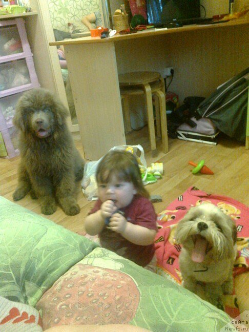 Фото: ньюфаундленд CHernyiy SHarm Amber Best Dog FO Marleon (Черный Шарм Амбер Бест Дог ФО Марлеон), ньюфаундленд Akvamarinovaya Krasotka dlya Marleon (Аквамариновая Красотка для Марлеон)