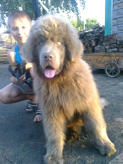 Фото: ЩЕНОК, ньюфаундленд CHernyiy SHarm Amber Best Dog FO Marleon (Черный Шарм Амбер Бест Дог ФО Марлеон), ньюфаундленд Akvamarinovaya Krasotka dlya Marleon (Аквамариновая Красотка для Марлеон)