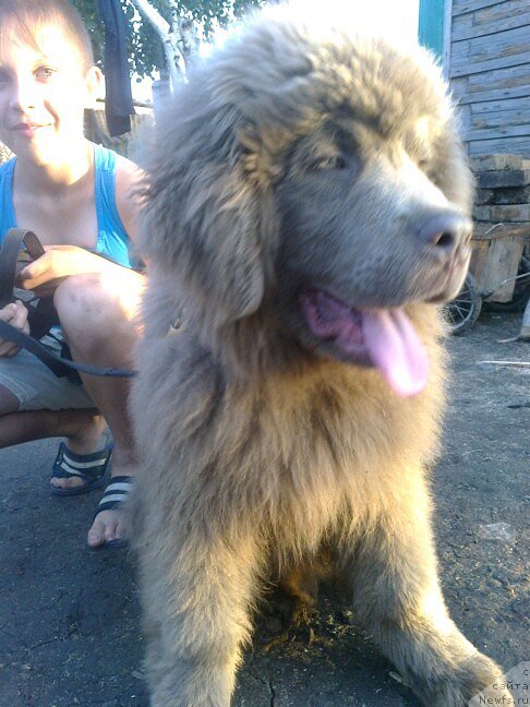 Фото: ньюфаундленд CHernyiy SHarm Amber Best Dog FO Marleon (Черный Шарм Амбер Бест Дог ФО Марлеон), ньюфаундленд Akvamarinovaya Krasotka dlya Marleon (Аквамариновая Красотка для Марлеон)