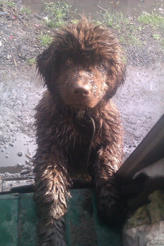 Фото: дочь, ньюфаундленд CHernyiy SHarm Amber Best Dog FO Marleon (Черный Шарм Амбер Бест Дог ФО Марлеон), ньюфаундленд Akvamarinovaya Krasotka dlya Marleon (Аквамариновая Красотка для Марлеон)