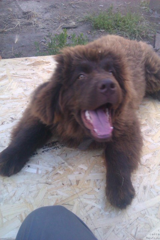 Фото: ДОЧЬ, ньюфаундленд CHernyiy SHarm Amber Best Dog FO Marleon (Черный Шарм Амбер Бест Дог ФО Марлеон), ньюфаундленд Akvamarinovaya Krasotka dlya Marleon (Аквамариновая Красотка для Марлеон)