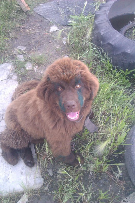 Фото: ньюфаундленд CHernyiy SHarm Amber Best Dog FO Marleon (Черный Шарм Амбер Бест Дог ФО Марлеон), ньюфаундленд Akvamarinovaya Krasotka dlya Marleon (Аквамариновая Красотка для Марлеон)