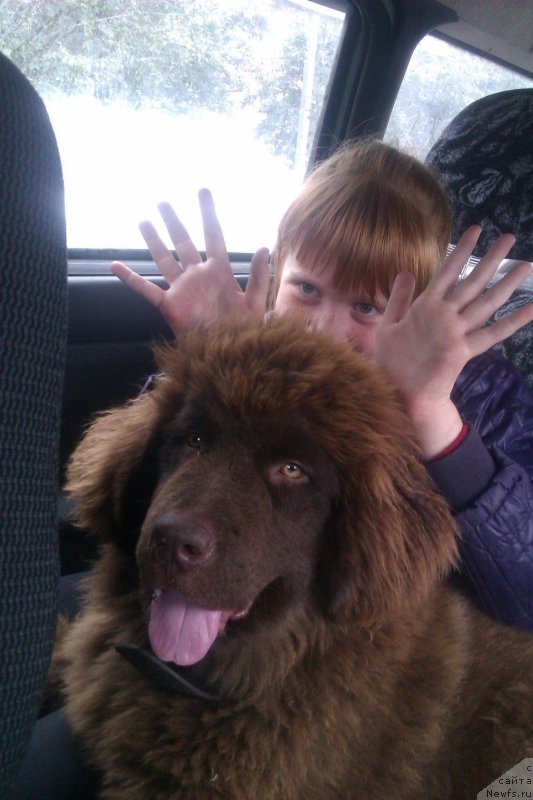 Фото: ДОЧЬ, ньюфаундленд CHernyiy SHarm Amber Best Dog FO Marleon (Черный Шарм Амбер Бест Дог ФО Марлеон), ньюфаундленд Akvamarinovaya Krasotka dlya Marleon (Аквамариновая Красотка для Марлеон)