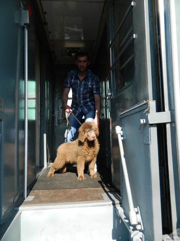 Фото: дочь, ньюфаундленд CHernyiy SHarm Amber Best Dog FO Marleon (Черный Шарм Амбер Бест Дог ФО Марлеон), ньюфаундленд Akvamarinovaya Krasotka dlya Marleon (Аквамариновая Красотка для Марлеон)