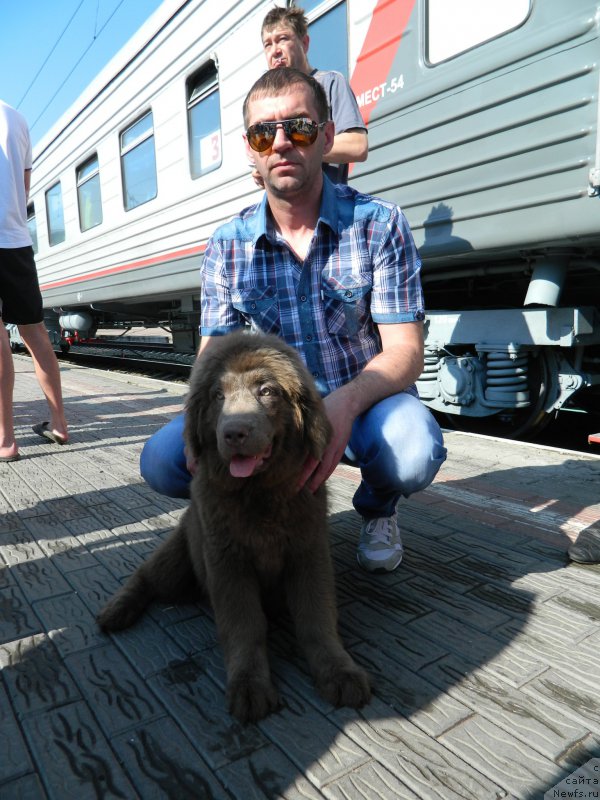 Фото: дочь, ньюфаундленд CHernyiy SHarm Amber Best Dog FO Marleon (Черный Шарм Амбер Бест Дог ФО Марлеон), ньюфаундленд Akvamarinovaya Krasotka dlya Marleon (Аквамариновая Красотка для Марлеон)